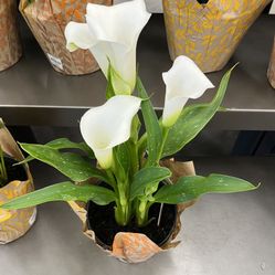 Calla Lilly Plant 