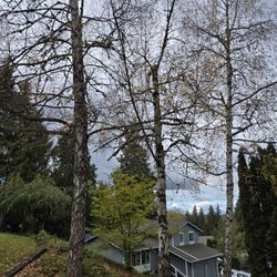 Tree Work