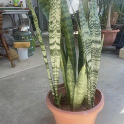 Snake Plant