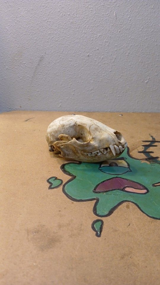 Raccoon Skull