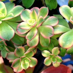 Aeonium Kiwi Succulent Plant 4 Inch Pot See Below
