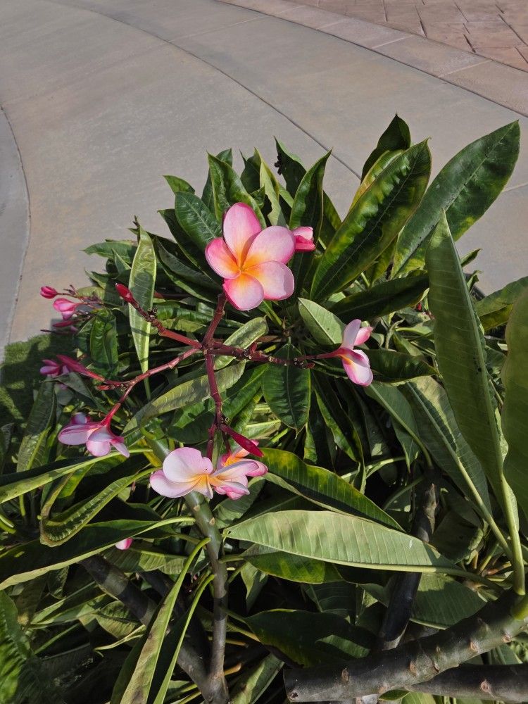 FREE Hawaiian plant branches