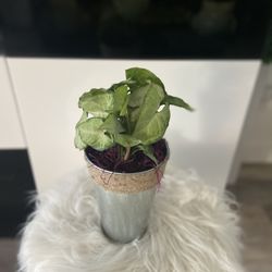 Housplant Syngonium