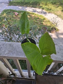 Elephant ears plant
