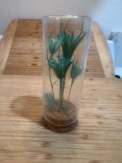 Preserved Dried Flowers in Glass Cloche Dome with Cork Base