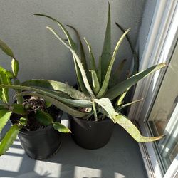 Free Large Aloe Verra