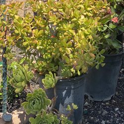 Succulent 