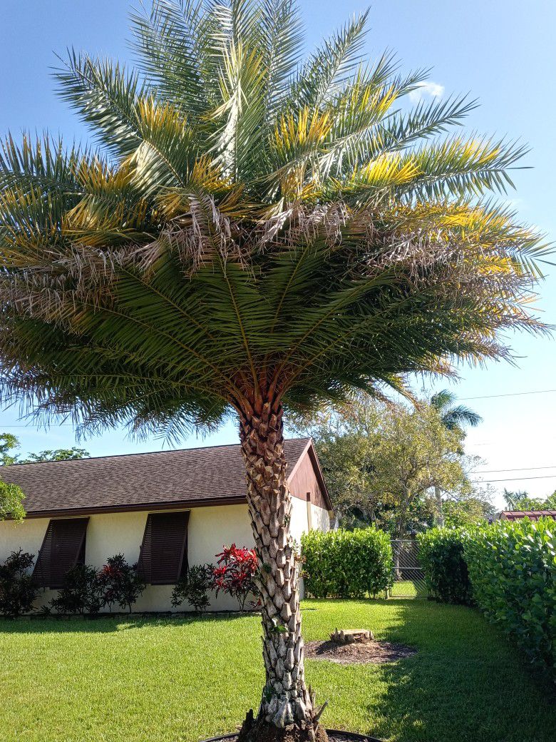 Silvester Palm