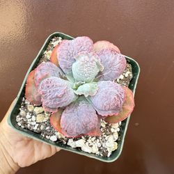 4” Echeveria Barón Bold 