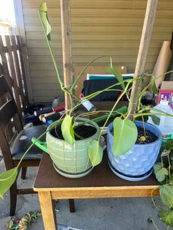 Monstera plants