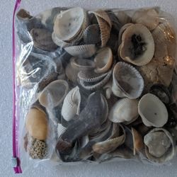Seashells From Cocoa Beach 