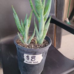 2 Aloes In One Pot Plus A Baby One Coming Out