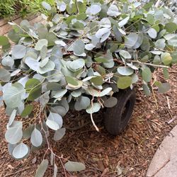 Heart-shaped eucalyptus