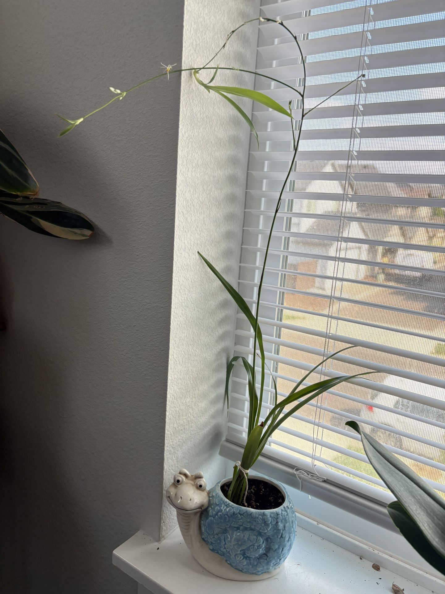 Cute Spider Plant In Snail Planter 