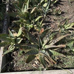 Aloes available