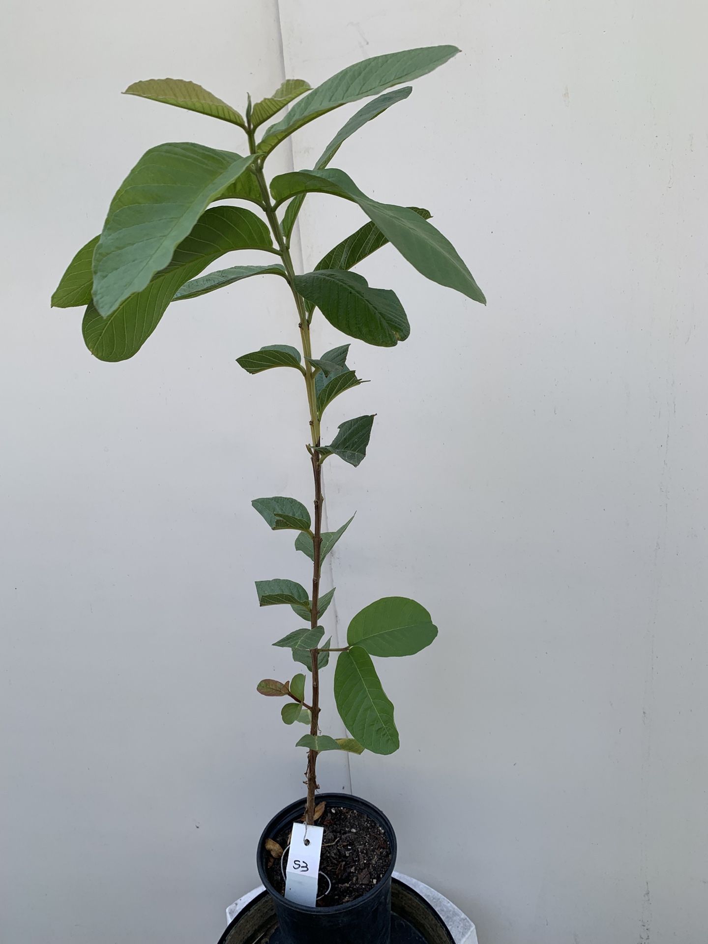 S3- Thai White Guava Tree