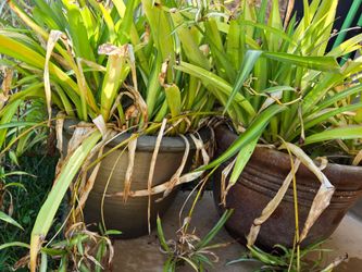 Twi plants free.  Located in south Chino Hils
