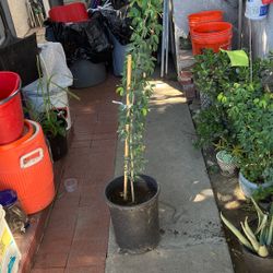 Guamúchiles Tree