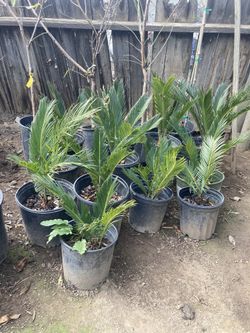 Sago Palms