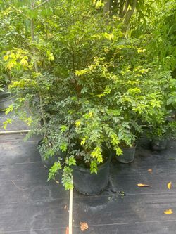 Jabuticaba fruit tree