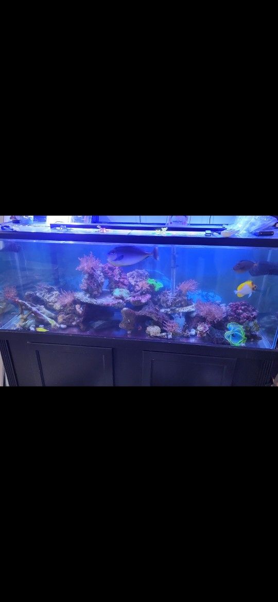 100 Gallon Fish Tank /stand