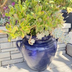Mixed Succulents In Pot 