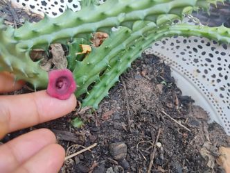 Red dragon 🐉 stapelia plant