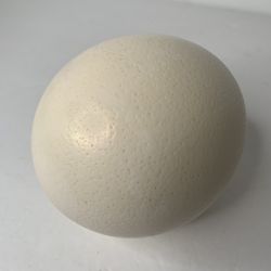 Genuine Ostrich Egg Hallow 