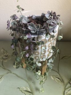 Variegated string of hearts 