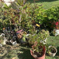 $30 Large Pomegranate Tree With Flowers