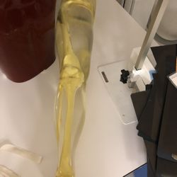 X-Ray Phantom Complete Transparent Right Leg