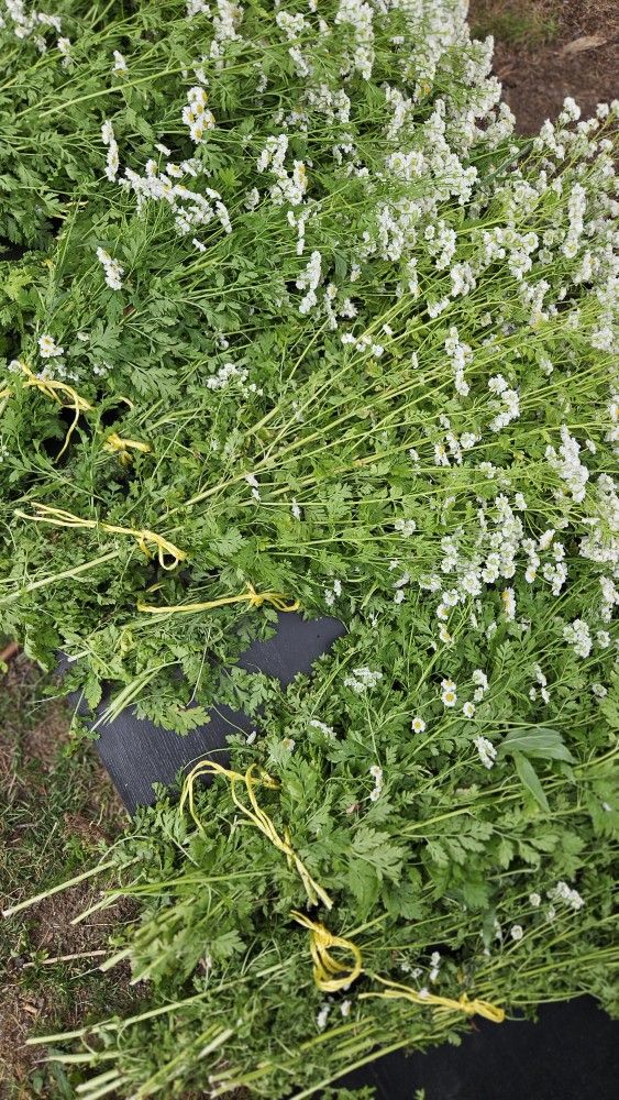 Giant Wild Feverfew Bundles