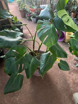 Monstera