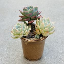 Succulents plants 🪴 