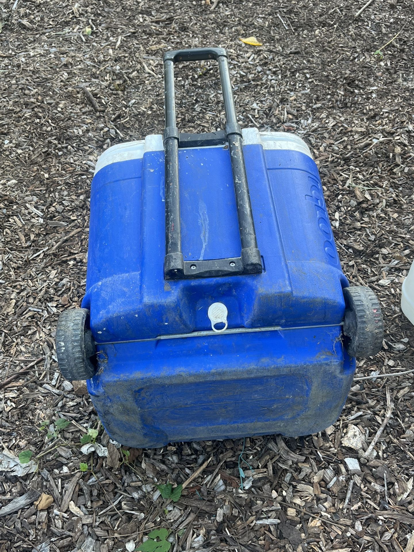 Igloo Cooler