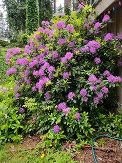 Plants for sale