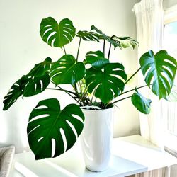 Large Beautiful Monstera Plant🪴 45$price Is Firm!