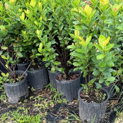 IXORAS PLANTS 3GALLONS 