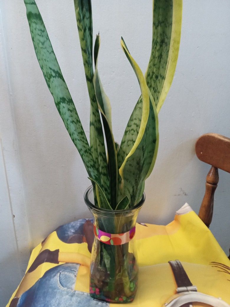 Plant