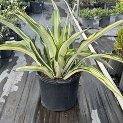 False Agave - 7 Gallon