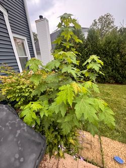 Maple 🍁 Tree 2 years old