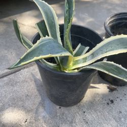 Plants  For Garden