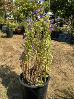 Canterbury bells