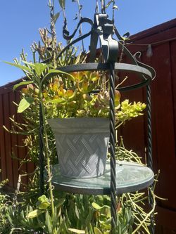 Potted Succulent