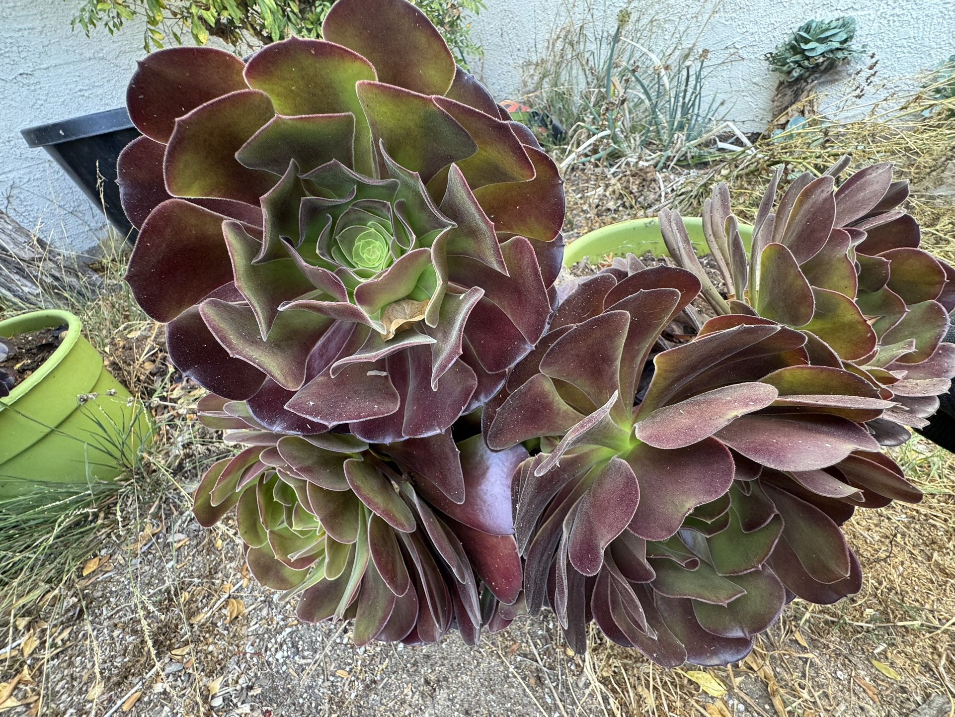 Succulent - Aeonium Arboreum Pot #4