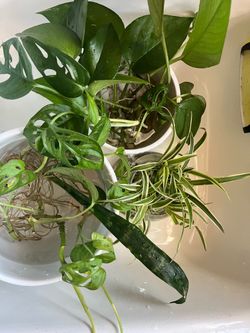 Pothos/ Swiss cheese monsteras/ spider plants/ snake plant