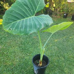 Ears Elephant Plant