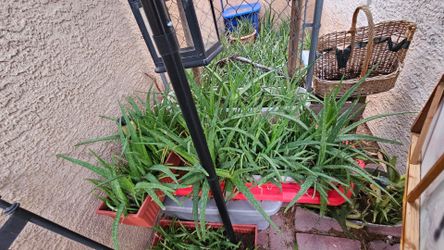 Overfilled ready to pot aloe