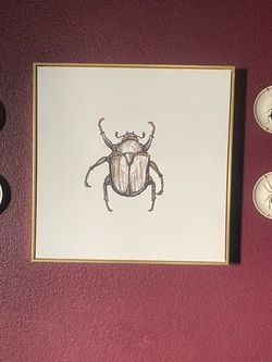 Beetle  Framed Canvas Print