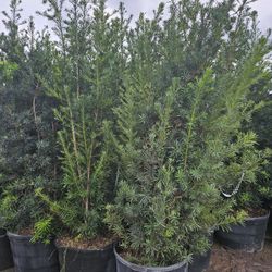 Podocarpus Al Sizes Starting At $10